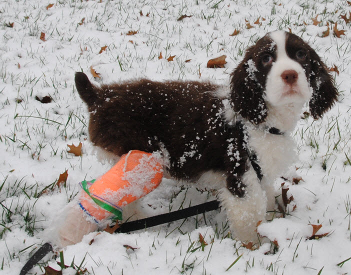 Puppy Springer Spaniel with broken leg in a cast